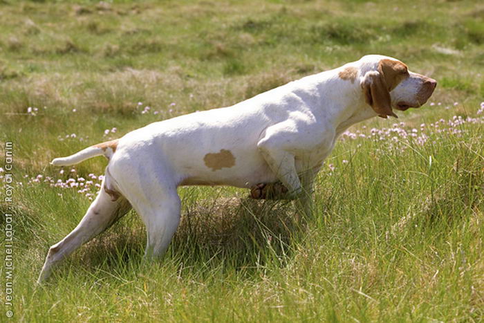 Арьежский бракк (Ariege Pointing Dog (Braque de l’Ariège))