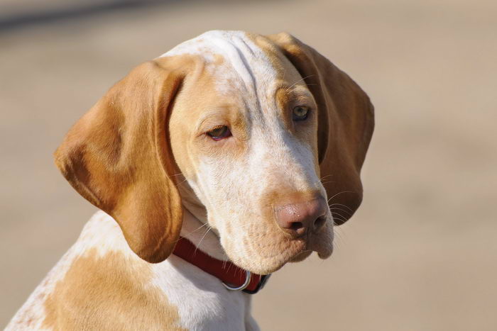 Арьежский бракк (Ariege Pointing Dog (Braque de l’Ariège))