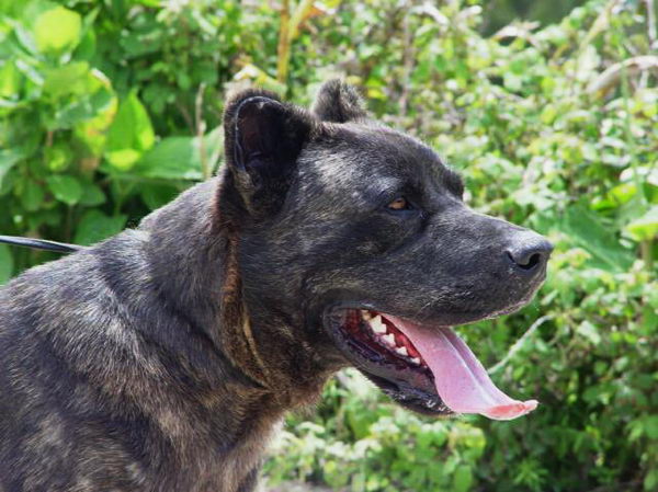 Азорская пастушья собака (Azores Cattle Dog)