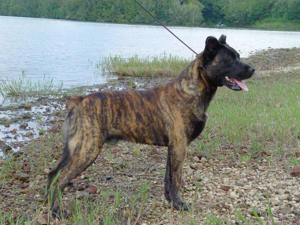 Азорская пастушья собака (Azores Cattle Dog)