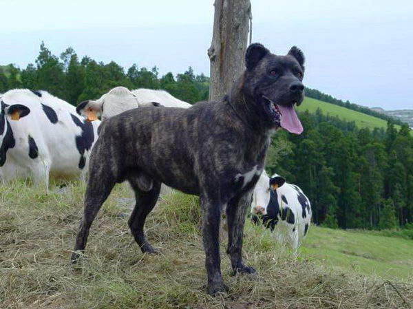 Азорская пастушья собака (Azores Cattle Dog)