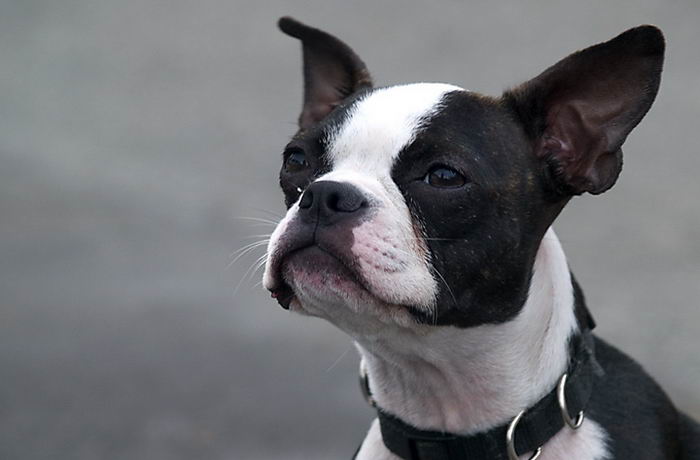 Бостон терьер (Boston Terrier)