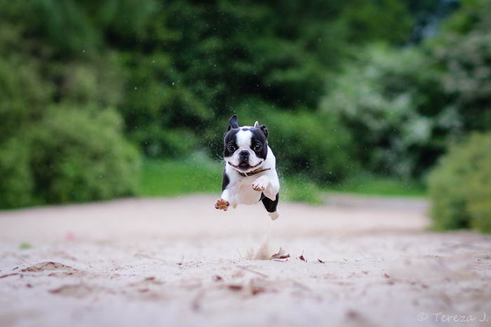 Бостон терьер (Boston Terrier)