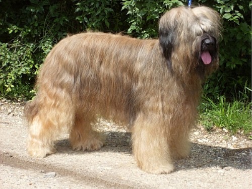 Бриар (Briard) - французская пастушья собака
