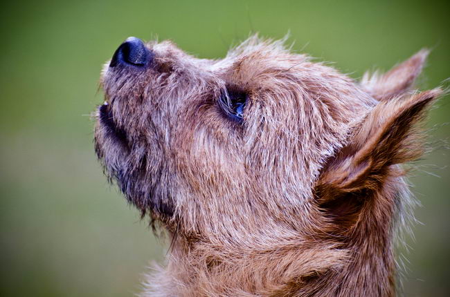 Норвич-терьер (Norwich Terrier)