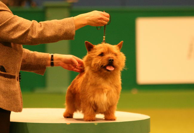 Норвич-терьер (Norwich Terrier)