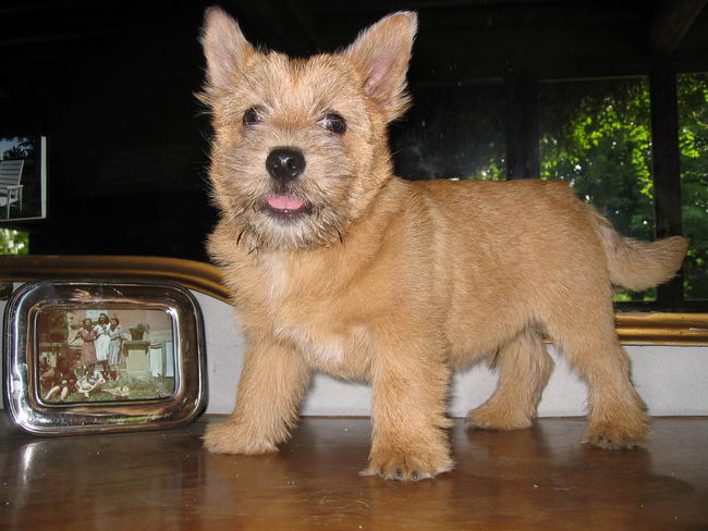 Норвич-терьер (Norwich Terrier)