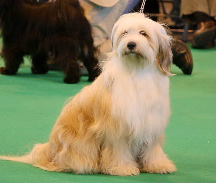 Тибетский терьер (Tibetan Terrier)