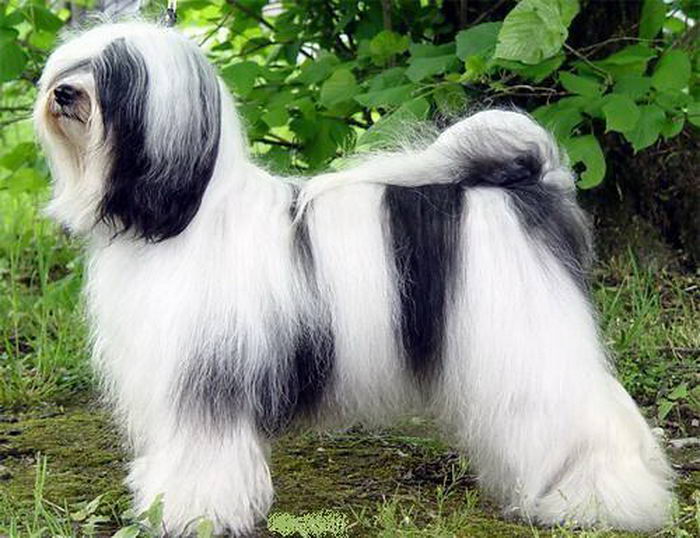 Тибетский терьер (Tibetan Terrier)