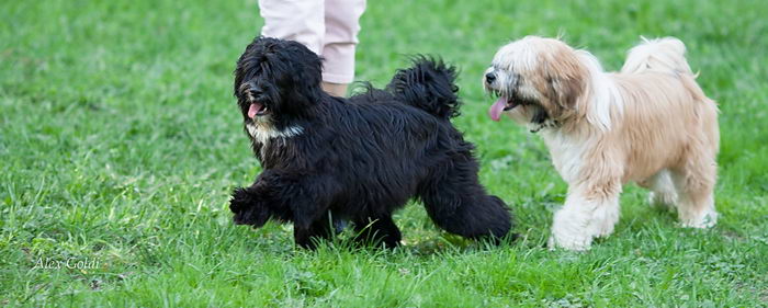 Тибетский терьер (Tibetan Terrier)