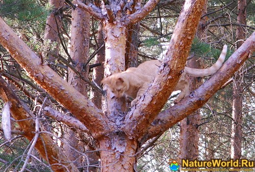 Кот на дереве