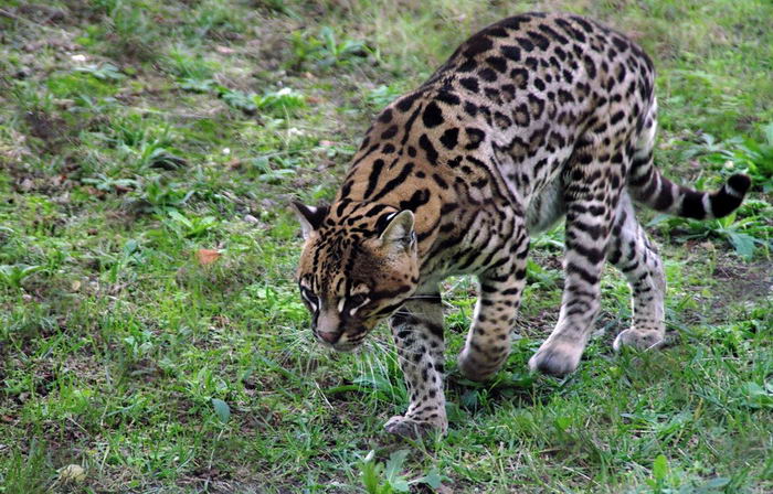 Оцелот (Leopardus pardalis)