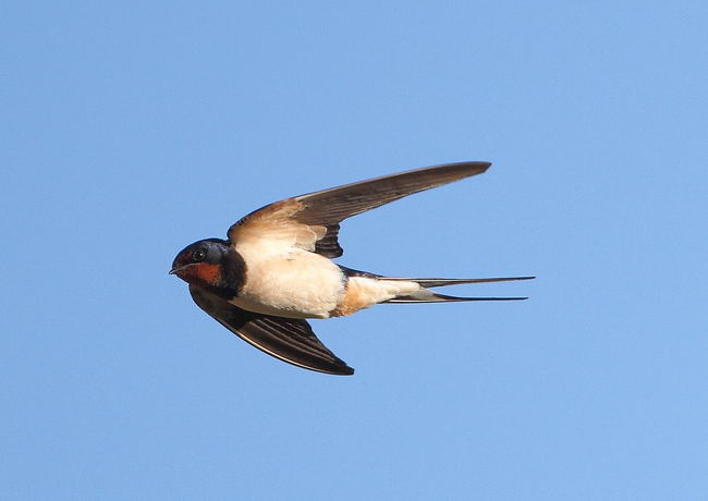 Деревенская ласточка (касатка) - Hirundo Rustica