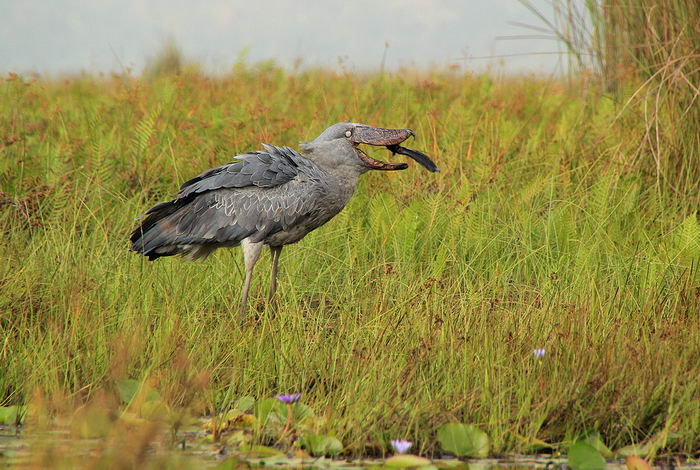 Китоглав (Balaeniceps rex)