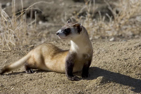 Черноногий хорек (Mustela nigripes)