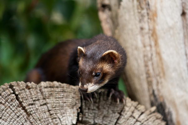 Лесной хорек (Mustela putorius)