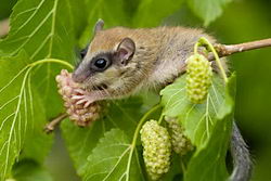 Лесная соня (Dryomys nitedula)