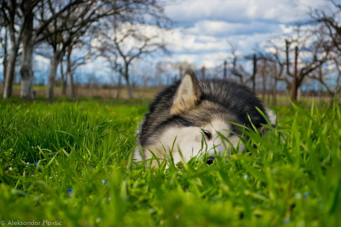 Маламут аляскинский (Alaskan Malamute)