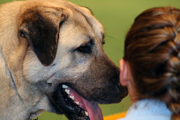 Анатолийская овчарка (Anatolian Shepherd Dog)