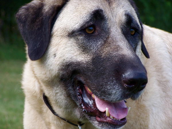 Анатолийская овчарка (Anatolian Shepherd Dog) - щенок