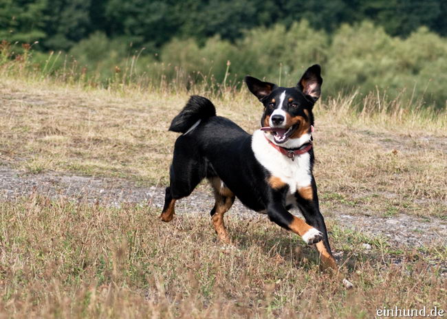 Аппенцеллер зенненхунд (Appenzeller Sennenhund)