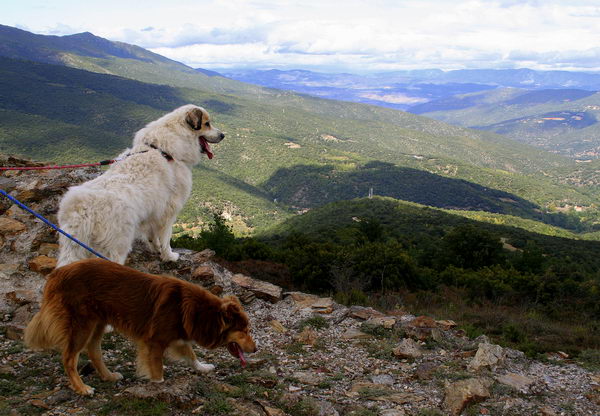 Аиди или атласская овчарка (Atlas Mountain Dog, Aidi)