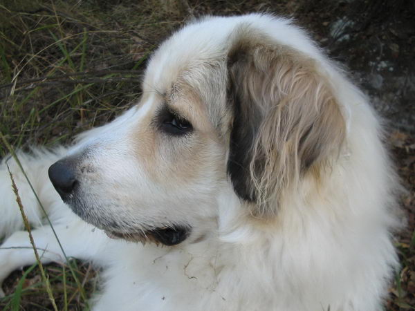 Аиди или атласская овчарка (Atlas Mountain Dog, Aidi)