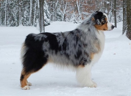 Австралийская овчарка (Australian Shepherd)