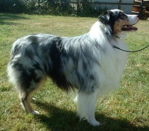 Австралийская овчарка (Australian Shepherd)