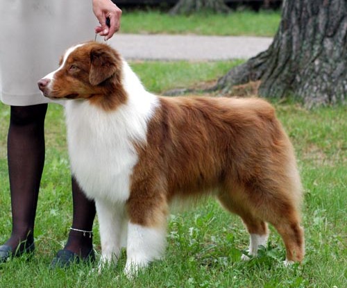 Австралийская овчарка (Australian Shepherd)