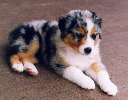 Австралийская овчарка (Australian Shepherd) щенок