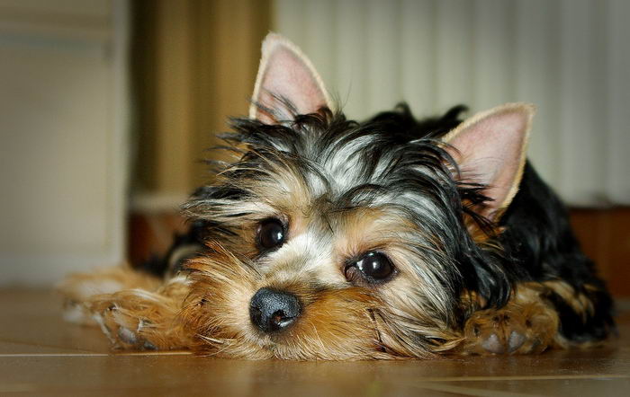 Австралийский шелковистый терьер (Australian Silky Terrier)