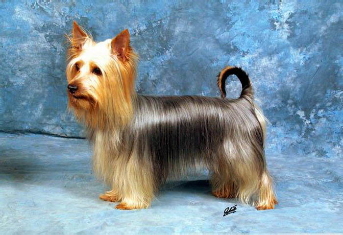 Австралийский шелковистый терьер (Australian Silky Terrier)