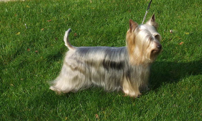 Австралийский шелковистый терьер (Australian Silky Terrier)