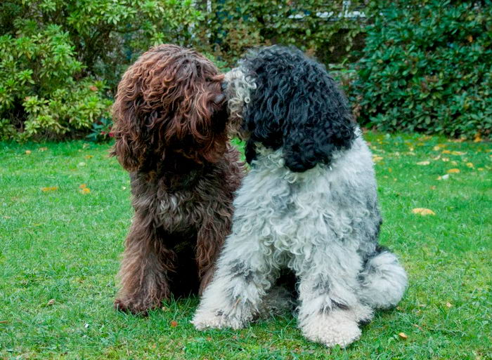 Барбет (Barbet, French Water Dog)