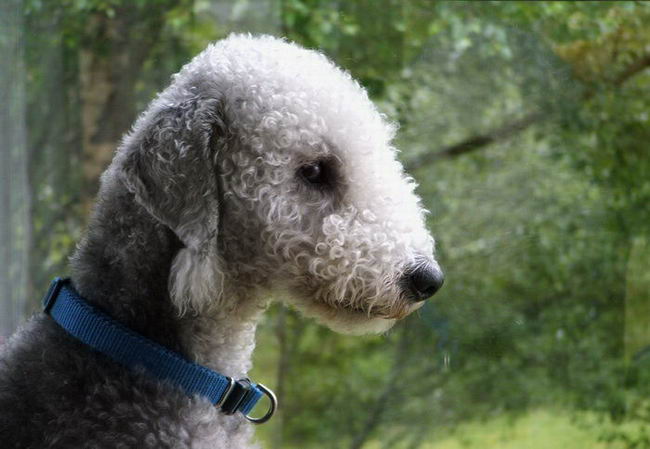 Бедлингтон-терьер (Bedlington Terrier)