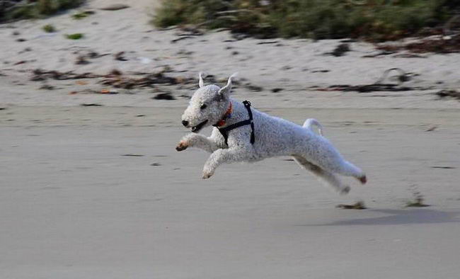 Бедлингтон-терьер (Bedlington Terrier)