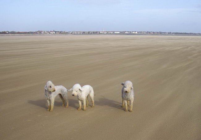 Бедлингтон-терьер (Bedlington Terrier)