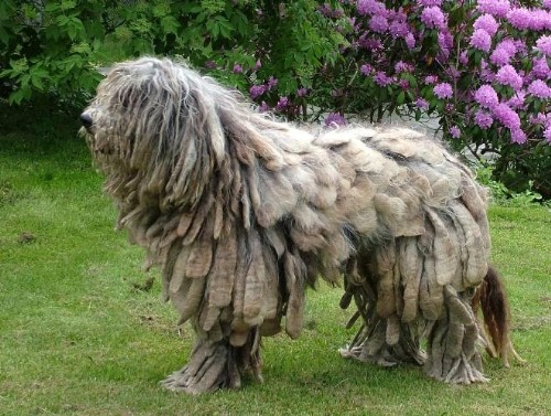 Бергамская овчарка (Bergamasco Sheepdog)