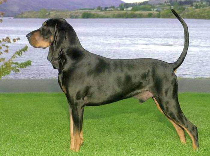 Чёрноподпалый кунхунд (Black and Tan Coonhound)