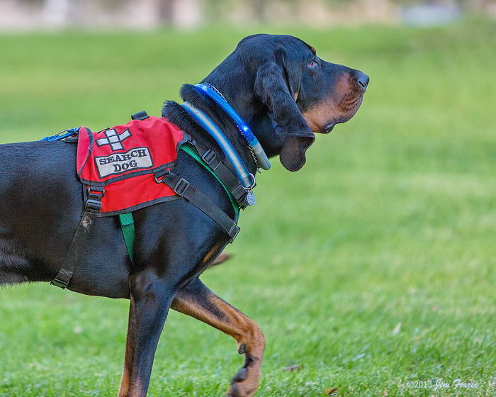 Чёрноподпалый кунхунд (Black and Tan Coonhound)