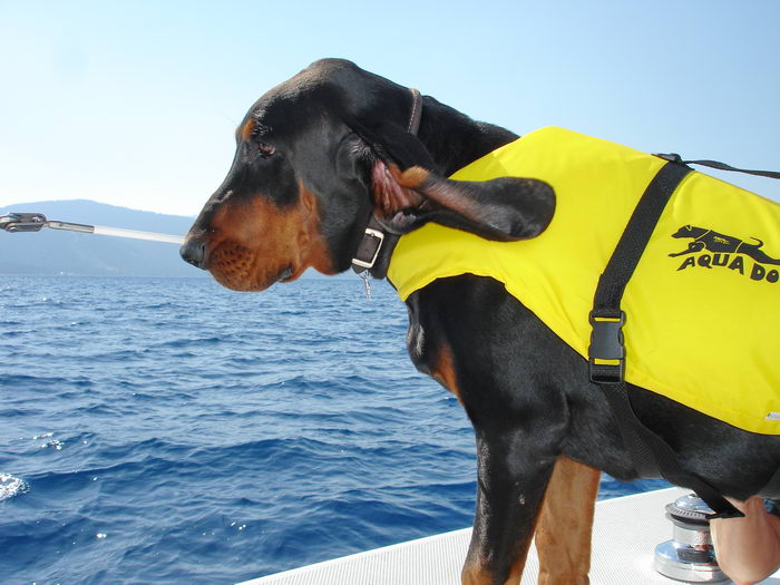 Чёрноподпалый кунхунд (Black and Tan Coonhound)