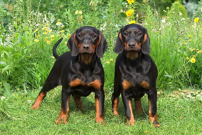 Чёрноподпалый кунхунд (Black and Tan Coonhound) - щенки