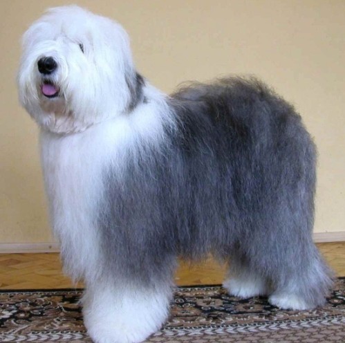 Бобтейл - Староанглийская овчарка (Bobtail - Old English Sheepdog)