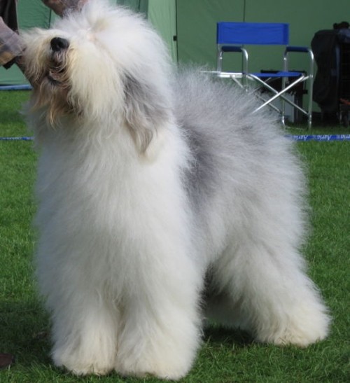 Бобтейл - Староанглийская овчарка (Bobtail - Old English Sheepdog)