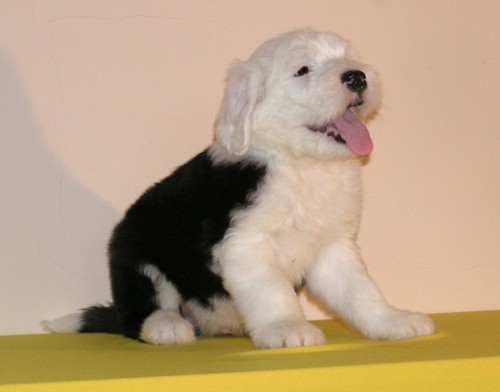 Бобтейл - Староанглийская овчарка (Bobtail - Old English Sheepdog) - щенок