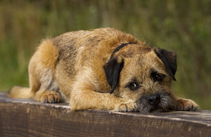 Бордер-терьер (Border Terrier)