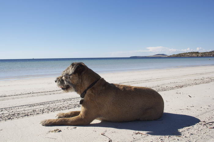 Бордер-терьер (Border Terrier)