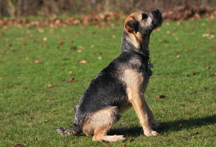 Бордер-терьер (Border Terrier)