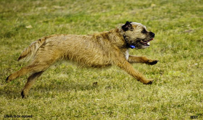 Бордер-терьер (Border Terrier)